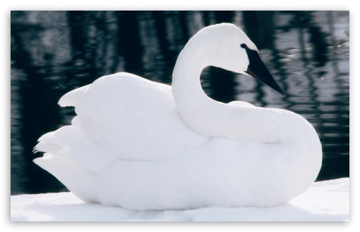 Swan UltraHD Wallpaper for HD 16:9 ; Widescreen 16:10 5:3 ; Fullscreen 4:3 5:4 3:2 ; Tablet 1:1 ; Mobile 9:16 2:3 3:5 3:4 ;