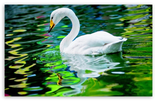 White swans 1080P 2K 4K 5K HD wallpapers free download  Wallpaper Flare