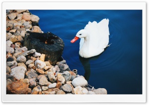 Swan Ultra HD Wallpaper for 4K UHD Widescreen desktop, tablet & smartphone