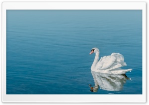 Swan Bird Ultra HD Wallpaper for 4K UHD Widescreen desktop, tablet & smartphone