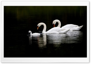 Swan Family Ultra HD Wallpaper for 4K UHD Widescreen desktop, tablet & smartphone
