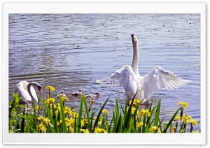 Swan Family, Spring Ultra HD Wallpaper for 4K UHD Widescreen desktop, tablet & smartphone