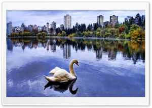 Swan HDR Ultra HD Wallpaper for 4K UHD Widescreen desktop, tablet & smartphone