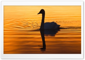 Swan in the Early Morning Light 4K UHD Wallpaper for Widescreen and UltraWide Desktop, UltraHD TV, Smartphone, Tablet