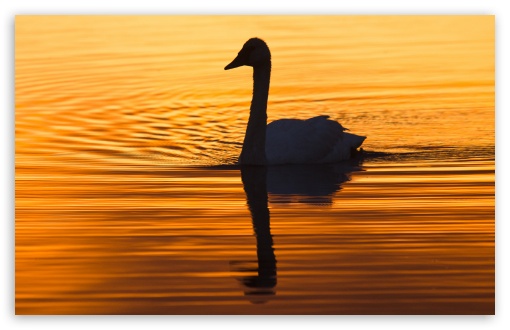 Swan in the Early Morning Light UltraHD Wallpaper for UHD 16:9 ; HD 16:9 ; UltraWide 21:9 24:10 ; Widescreen 16:10 5:3 ; Fullscreen 4:3 5:4 3:2 ; Tablet 1:1 ; Mobile 9:16 9:19.5 9:20 9:21 9:22 10:16 2:3 3:5 3:4 ; Dual 5:4 3:2 ;