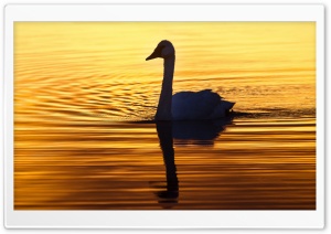 Swan in the Morning Light Ultra HD Wallpaper for 4K UHD Widescreen desktop, tablet & smartphone