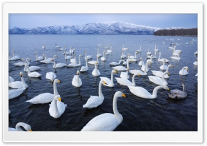 Swan Lake Ultra HD Wallpaper for 4K UHD Widescreen desktop, tablet & smartphone