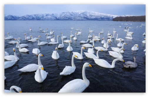 Swan Lake UltraHD Wallpaper for HD 16:9 ; Widescreen 16:10 5:3 ; Fullscreen 3:2 ;