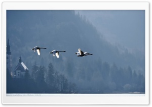 Swans Flying Over Lake Bled by Plastique aka Vladimir Odorcic Ultra HD Wallpaper for 4K UHD Widescreen desktop, tablet & smartphone