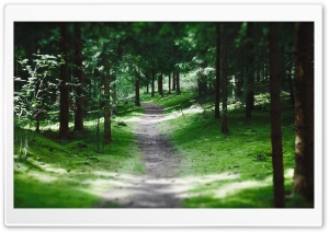 Swedish Forest Path Ultra HD Wallpaper for 4K UHD Widescreen desktop, tablet & smartphone