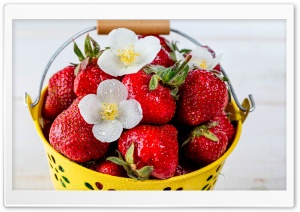 Sweet, Organic, Strawberries, Strawberry Flowers, Bucket 4K UHD Wallpaper for Widescreen and UltraWide Desktop, UltraHD TV, Smartphone, Tablet