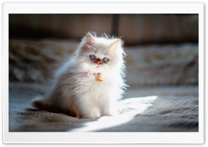Sweet Persian Kitten Ultra HD Wallpaper for 4K UHD Widescreen desktop, tablet & smartphone