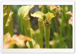 Sweet Pitcher Plant Ultra HD Wallpaper for 4K UHD Widescreen desktop, tablet & smartphone