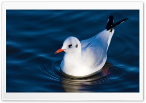 Swimming Black Headed Gull Ultra HD Wallpaper for 4K UHD Widescreen desktop, tablet & smartphone