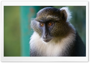 Sykes Monkey Mount Kenya National Park Kenya Ultra HD Wallpaper for 4K UHD Widescreen desktop, tablet & smartphone