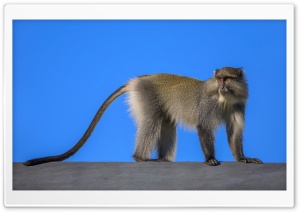 Sykes Monkey, White Throated Monkey, Samango Monkey, Old World Monkey 4K UHD Wallpaper for Widescreen and UltraWide Desktop, UltraHD TV, Smartphone, Tablet