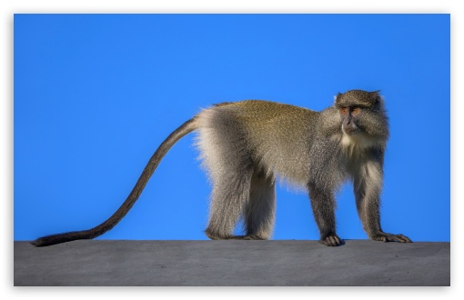 Sykes Monkey, White Throated Monkey, Samango Monkey, Old World Monkey UltraHD Wallpaper for UHD 16:9 ; HD 16:9 ; UltraWide 21:9 24:10 ; Widescreen 16:10 5:3 ; Fullscreen 4:3 5:4 3:2 ; Tablet 1:1 ; Dual 4:3 5:4 3:2 ;