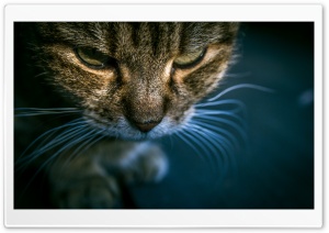 Tabby Cat Ultra HD Wallpaper for 4K UHD Widescreen desktop, tablet & smartphone