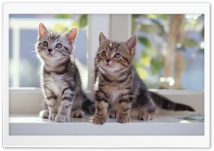 Tabby Kittens Ultra HD Wallpaper for 4K UHD Widescreen desktop, tablet & smartphone