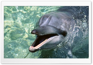Talking Dolphin Ultra HD Wallpaper for 4K UHD Widescreen desktop, tablet & smartphone