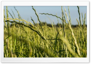 Tall Grass Ultra HD Wallpaper for 4K UHD Widescreen desktop, tablet & smartphone
