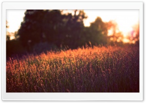 Tall Grass, Sunset Ultra HD Wallpaper for 4K UHD Widescreen desktop, tablet & smartphone
