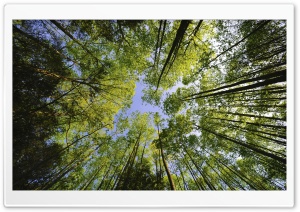 Tall Trees, Forest Ultra HD Wallpaper for 4K UHD Widescreen desktop, tablet & smartphone