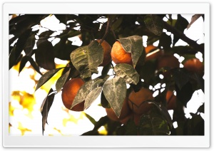 Tangerine Tree Ultra HD Wallpaper for 4K UHD Widescreen desktop, tablet & smartphone