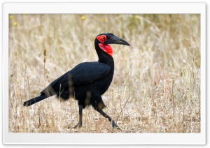 Tanzania Safari Southern Ground Hornbill Bird 4K UHD Wallpaper for Widescreen and UltraWide Desktop, UltraHD TV, Smartphone, Tablet