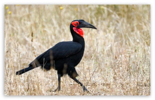 Tanzania Safari Southern Ground Hornbill Bird UltraHD Wallpaper for UHD 16:9 ; HD 16:9 ; UltraWide 21:9 24:10 ; Widescreen 16:10 ; Fullscreen 3:2 ; Tablet 1:1 ;