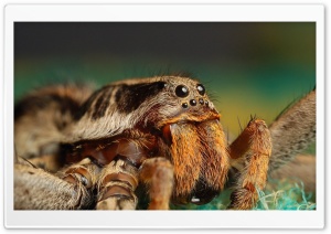 Tarantula Spider Ultra HD Wallpaper for 4K UHD Widescreen desktop, tablet & smartphone