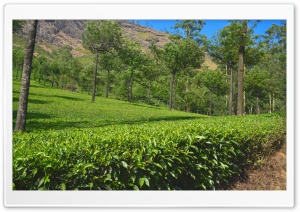 Tea Estate Ultra HD Wallpaper for 4K UHD Widescreen desktop, tablet & smartphone