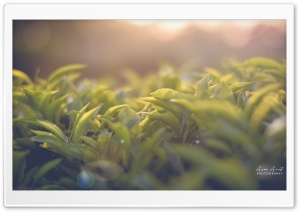 Tea Garden Ultra HD Wallpaper for 4K UHD Widescreen desktop, tablet & smartphone