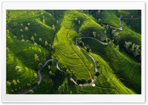 Tea Garden, Green Hills, Tranquil Landscape, Scenic View 4K UHD Wallpaper for Widescreen and UltraWide Desktop, UltraHD TV, Smartphone, Tablet