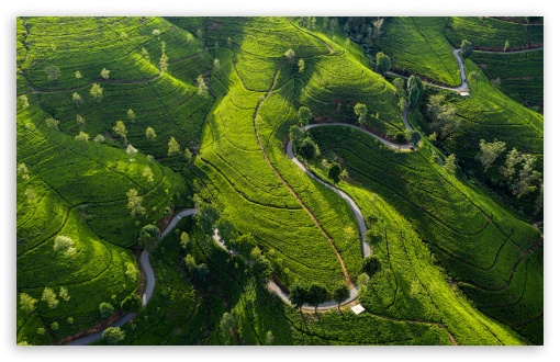 Tea Garden, Green Hills, Tranquil Landscape, Scenic View UltraHD Wallpaper for UHD 16:9 ; HD 16:9 ; UltraWide 21:9 24:10 32:9 32:10 ; Widescreen 16:10 5:3 ; Fullscreen 4:3 5:4 3:2 ; Tablet 1:1 ; Mobile 9:16 9:19.5 9:20 10:16 2:3 3:5 3:4 ; Dual 16:10 5:3 16:9 4:3 5:4 3:2 ;