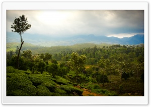 Tea Mountains Ultra HD Wallpaper for 4K UHD Widescreen desktop, tablet & smartphone