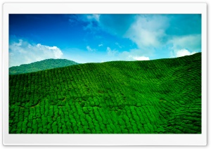 Tea Plantation, Cameron Highlands, Malaysia 4K UHD Wallpaper for Widescreen and UltraWide Desktop, UltraHD TV, Smartphone, Tablet