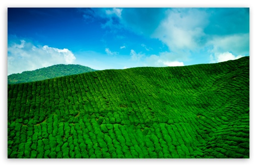 Tea Plantation, Cameron Highlands, Malaysia UltraHD Wallpaper for UHD 16:9 ; HD 16:9 ; UltraWide 21:9 24:10 32:9 32:10 ; Widescreen 16:10 5:3 ; Fullscreen 4:3 5:4 3:2 ; Tablet 1:1 ; Mobile 9:16 9:19.5 9:20 9:21 9:22 10:16 2:3 3:5 3:4 ; Dual 16:10 5:3 16:9 4:3 5:4 3:2 ;