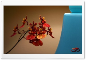 Teacup Tolumneia Ultra HD Wallpaper for 4K UHD Widescreen desktop, tablet & smartphone