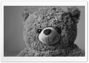 Teddy Bear Ultra HD Wallpaper for 4K UHD Widescreen desktop, tablet & smartphone