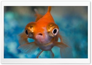 Telescope Goldfish Ultra HD Wallpaper for 4K UHD Widescreen desktop, tablet & smartphone
