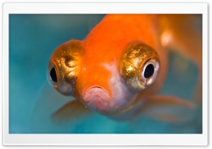 Telescope Goldfish Aquarium Ultra HD Wallpaper for 4K UHD Widescreen desktop, tablet & smartphone