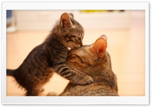 Tender Moment Between A Cat And Her Kitten Ultra HD Wallpaper for 4K UHD Widescreen desktop, tablet & smartphone