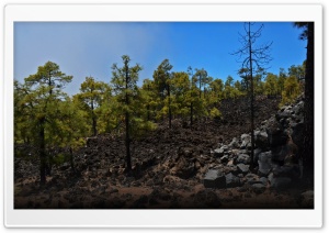 Tenerife Forest Ultra HD Wallpaper for 4K UHD Widescreen desktop, tablet & smartphone