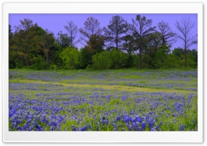 Texas Bluebonnet Field Ultra HD Wallpaper for 4K UHD Widescreen desktop, tablet & smartphone
