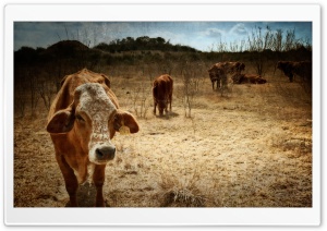 Texas Cows Ultra HD Wallpaper for 4K UHD Widescreen desktop, tablet & smartphone