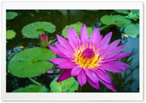 Thailands Water-lily Ultra HD Wallpaper for 4K UHD Widescreen desktop, tablet & smartphone
