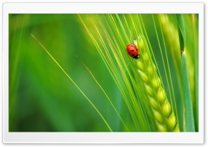 The Adventures of Ladybug Ultra HD Wallpaper for 4K UHD Widescreen desktop, tablet & smartphone