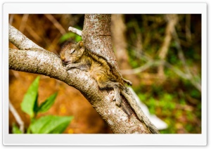 The Baby Squirrel Takes A Nap Ultra HD Wallpaper for 4K UHD Widescreen desktop, tablet & smartphone