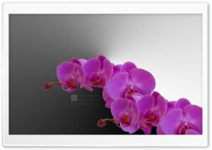 The Beauty of Simplicity Ultra HD Wallpaper for 4K UHD Widescreen desktop, tablet & smartphone